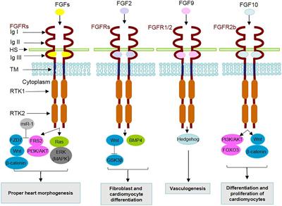 The Multifunctional Contribution of FGF Signaling to Cardiac Development, Homeostasis, Disease and Repair